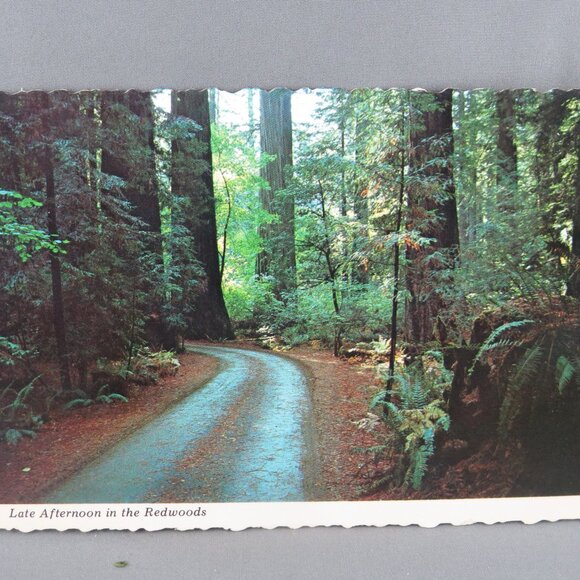 Vintage Postcard - Late Afternoon in the Redwoods - Freeman Von Normann - Picture 1 of 4